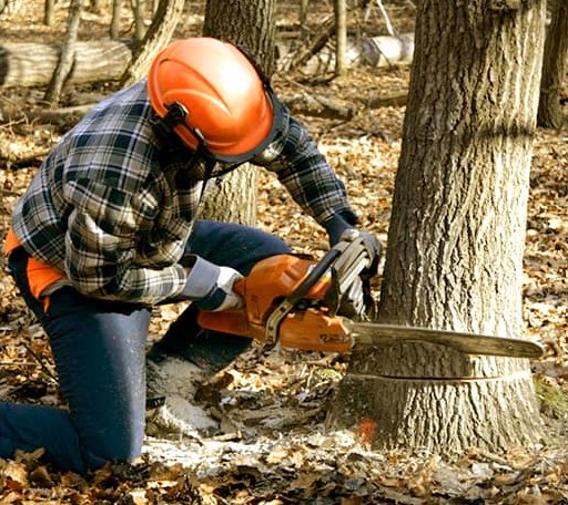 Tree Removal in Hollister, OK